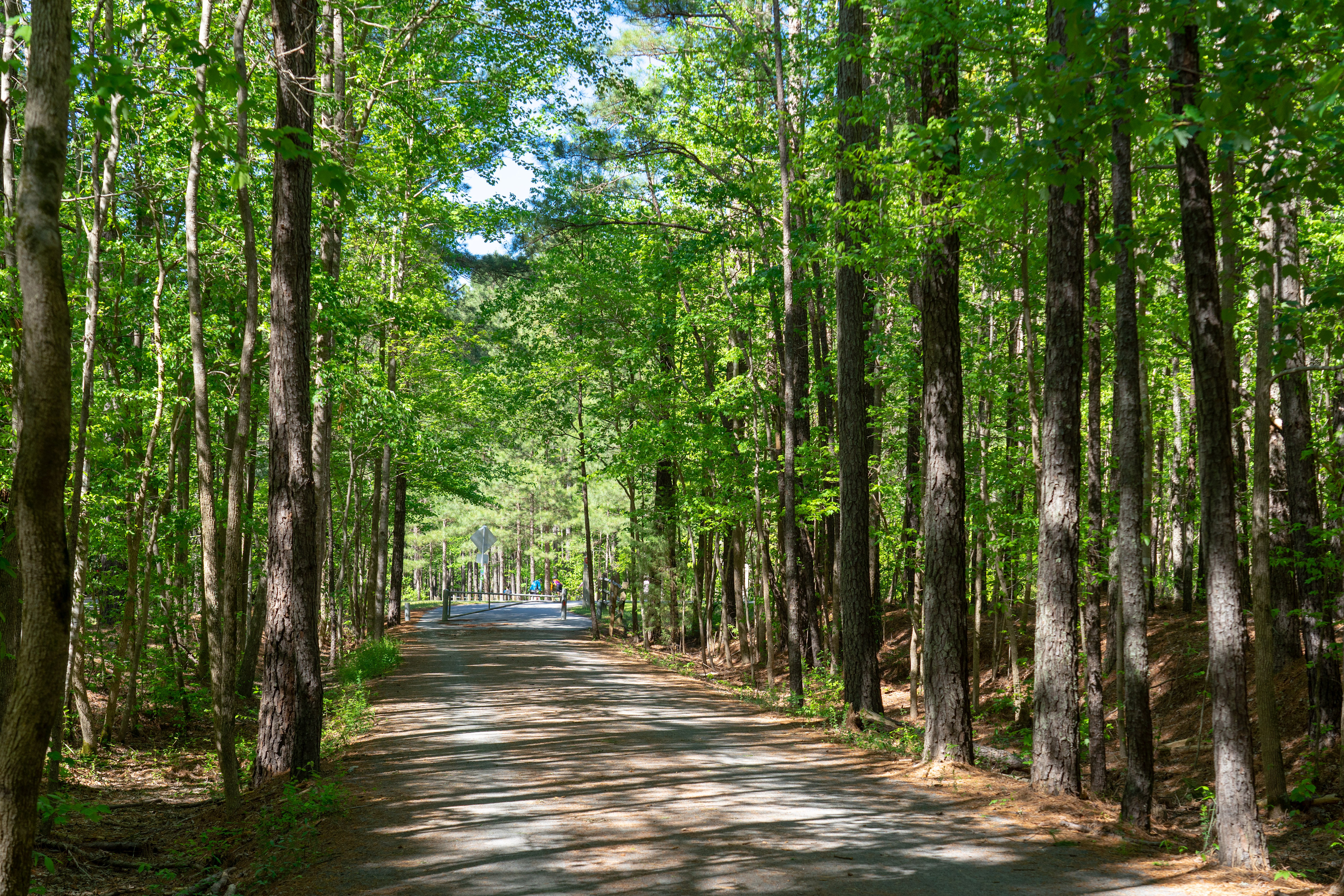 A winding dirt path leads through a lush, verdant forest, with tall, slender trees lining the sides and casting dappled shadows on the ground.