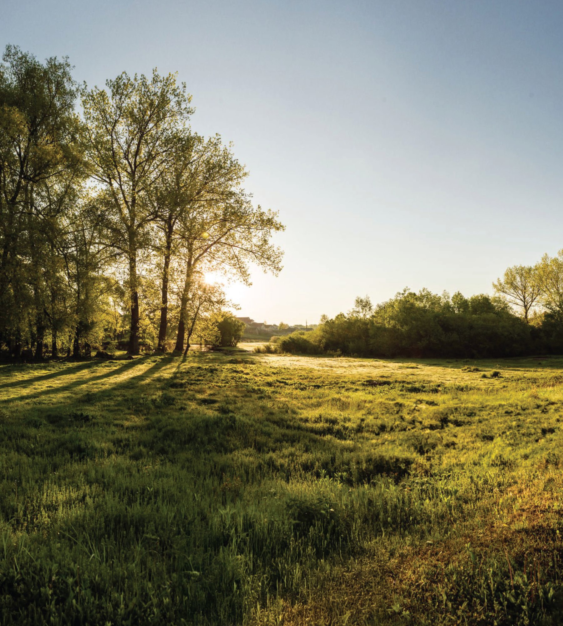 A serene meadow with lush green grass and tall trees lining the horizon, bathed in the warm glow of the setting sun.