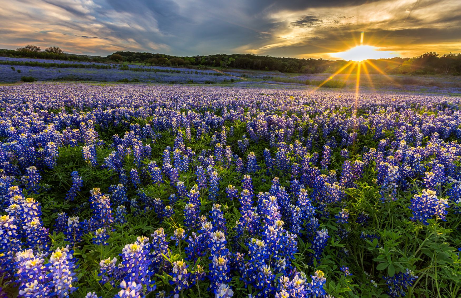 A vast field of vibrant blue and purple wildflowers stretches out under a dramatic sky with a glowing sunset, casting warm rays of light across the lush landscape.