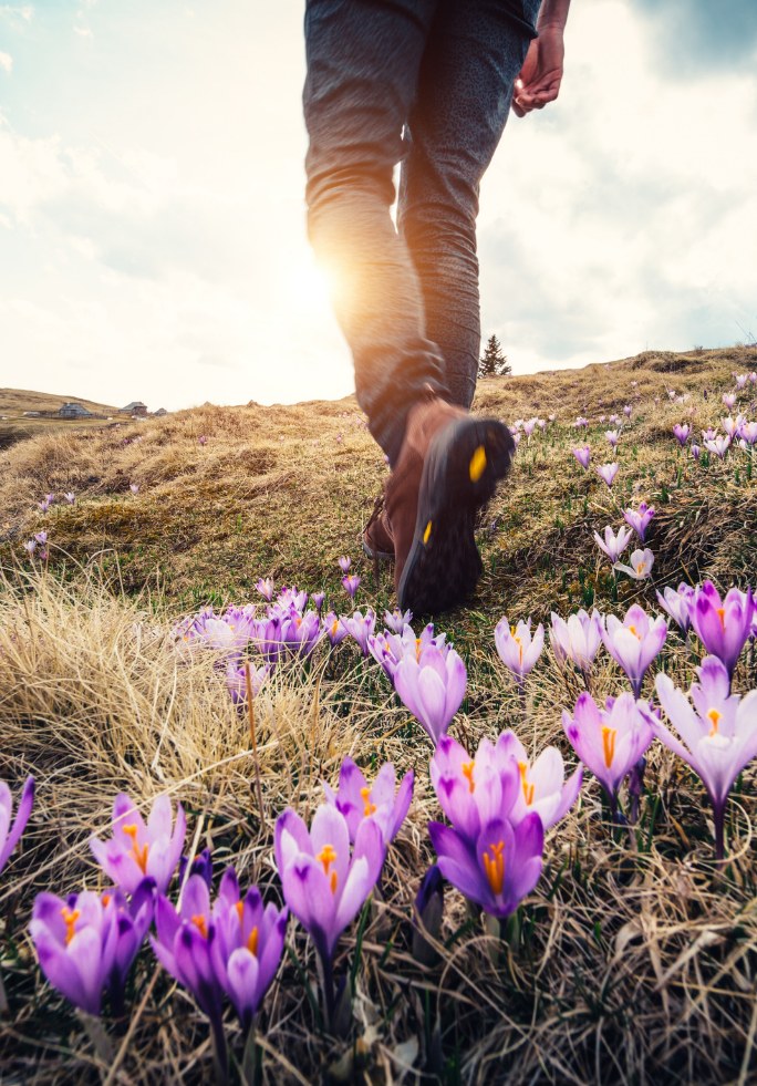 A person's legs and feet are walking through a field of vibrant purple crocus flowers, with a hazy, sunlit background of rolling hills.