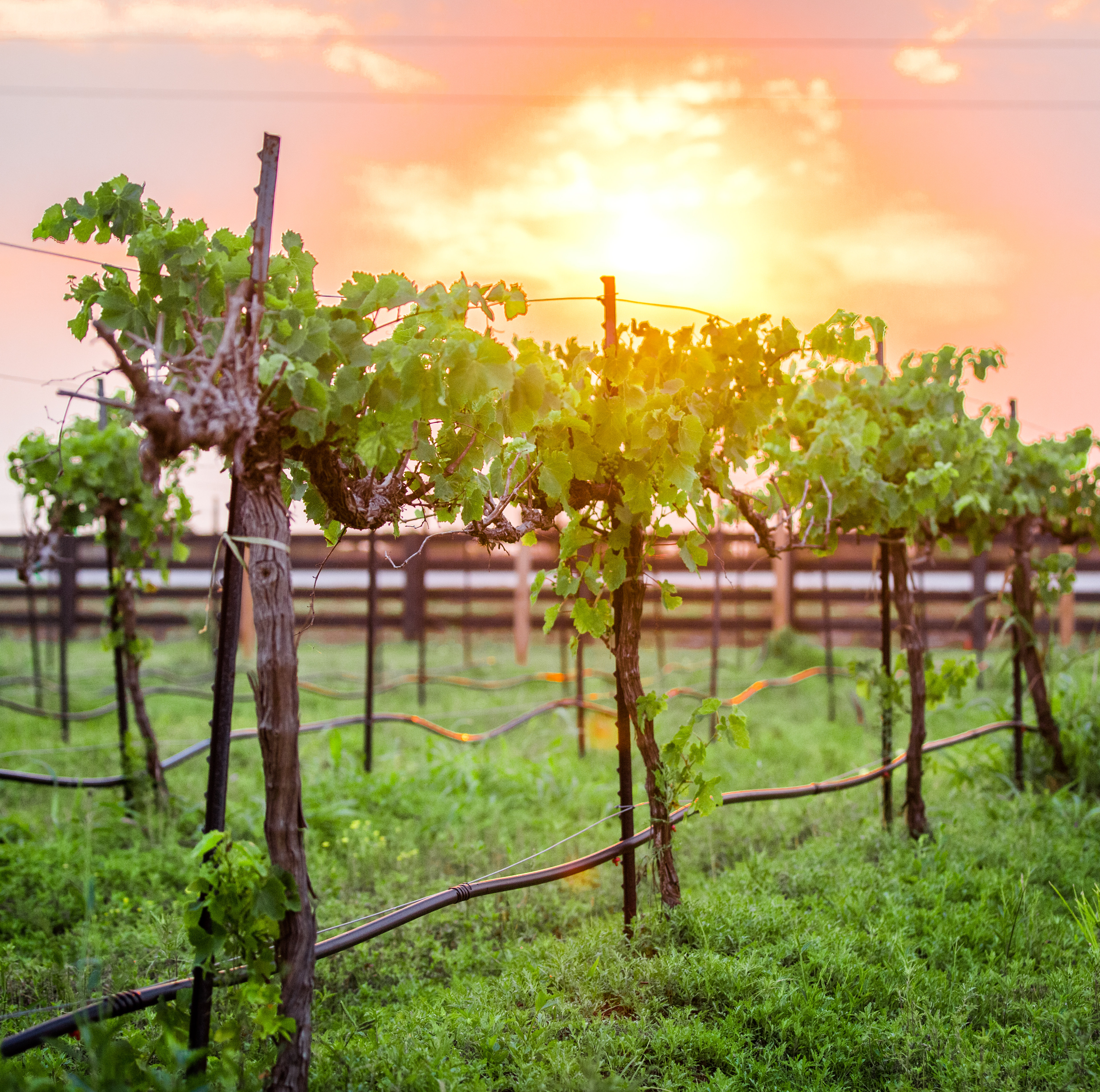A lush, verdant vineyard with rows of grapevines stretches out in the foreground, bathed in the warm, golden glow of the setting sun in the background.