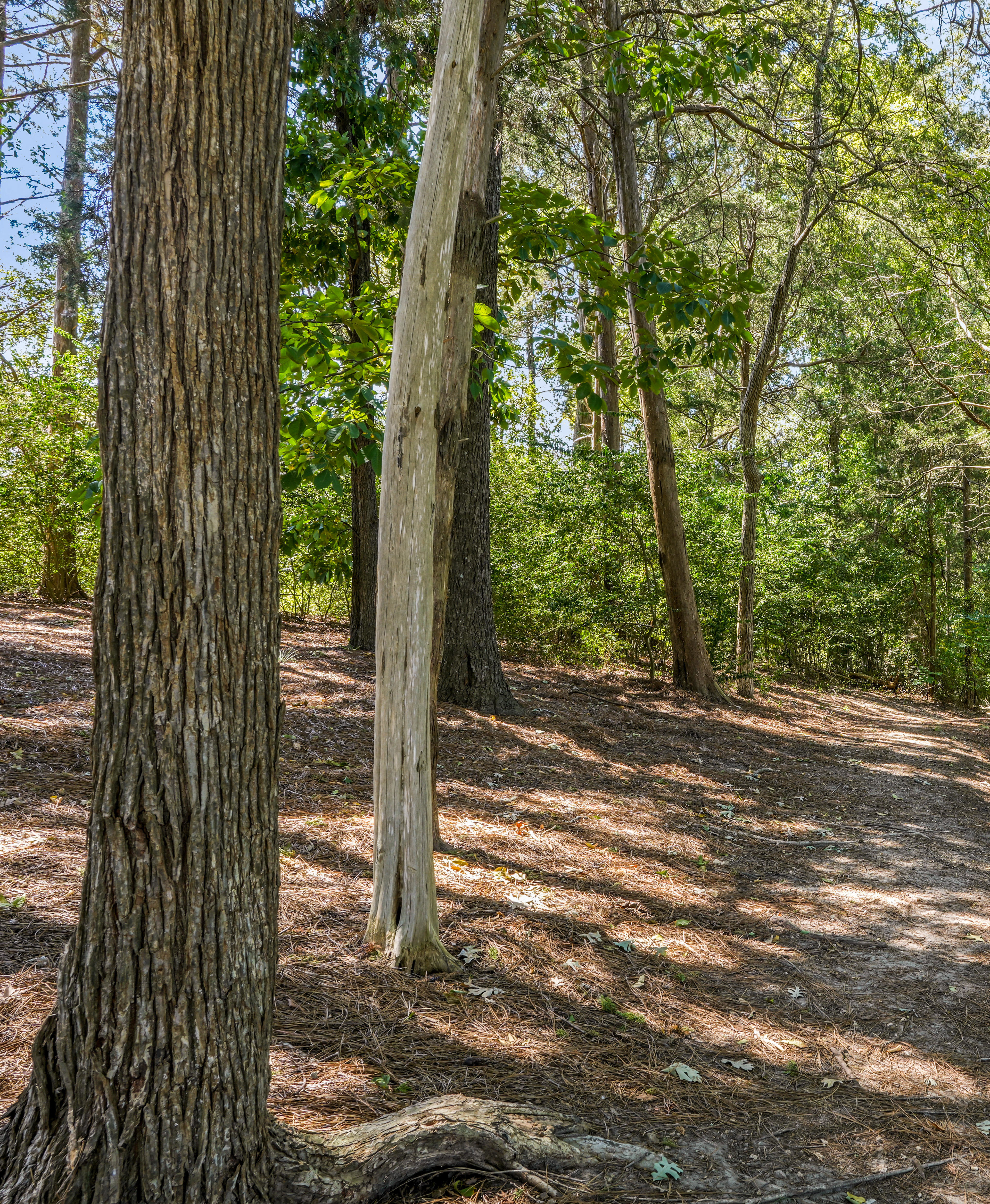 A winding dirt trail leads through a lush, forested area with tall, slender trees and a canopy of green foliage overhead.