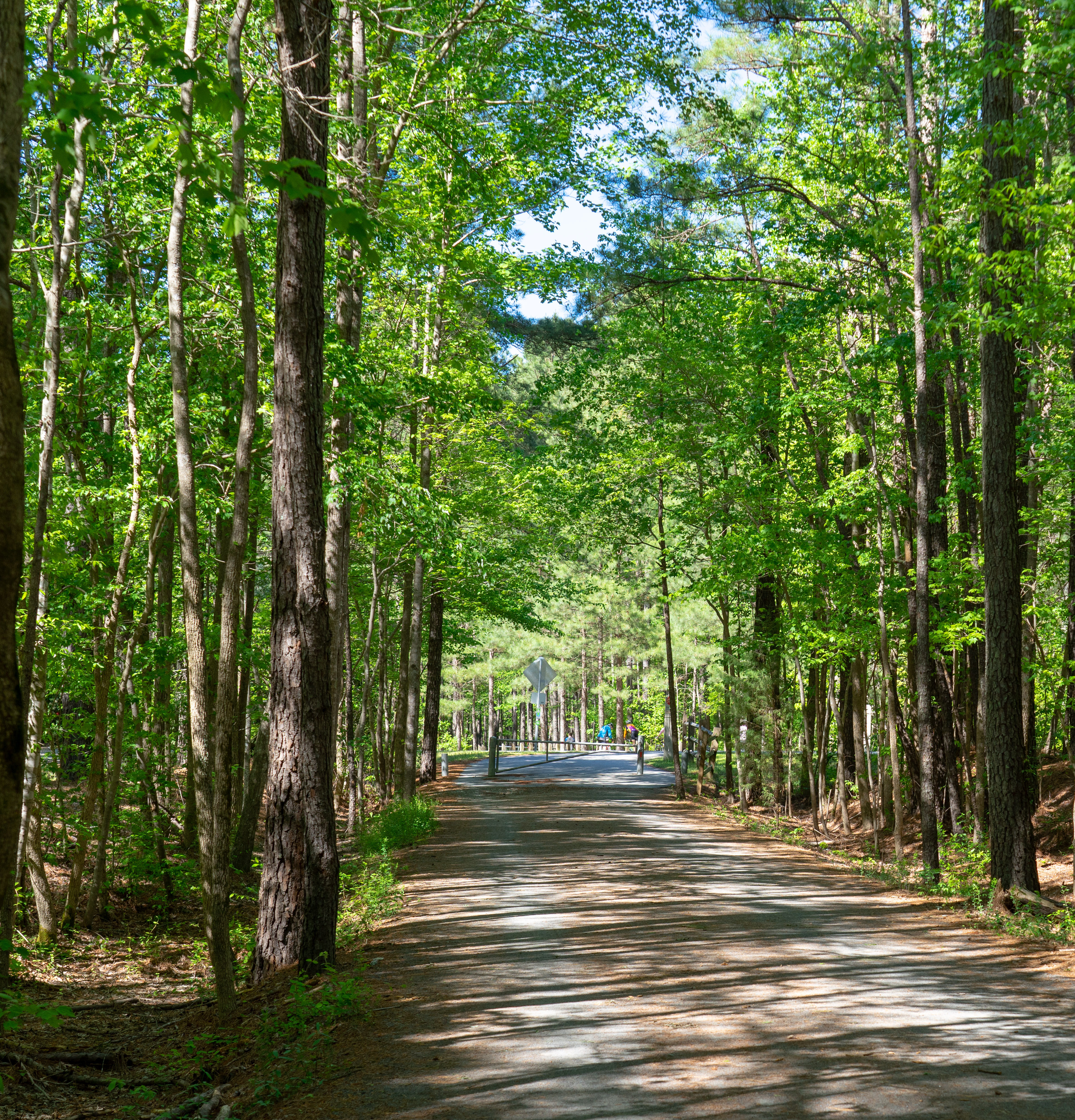 A winding dirt path leads through a lush, verdant forest, with tall, slender trees lining the sides and casting dappled shadows on the ground.