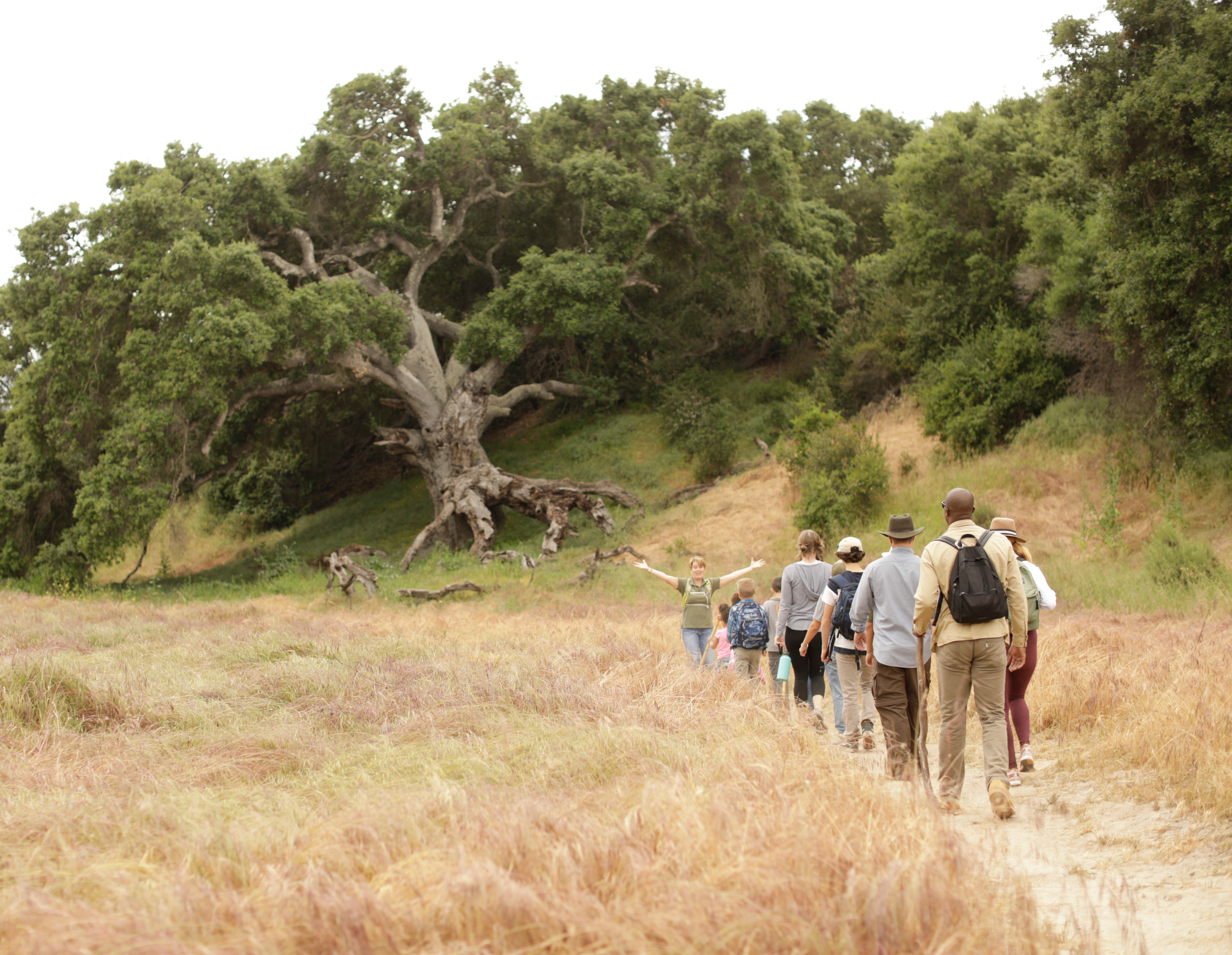 A group of people walking along a dirt path through a field of tall grass, with a large, gnarled tree in the background surrounded by lush greenery.