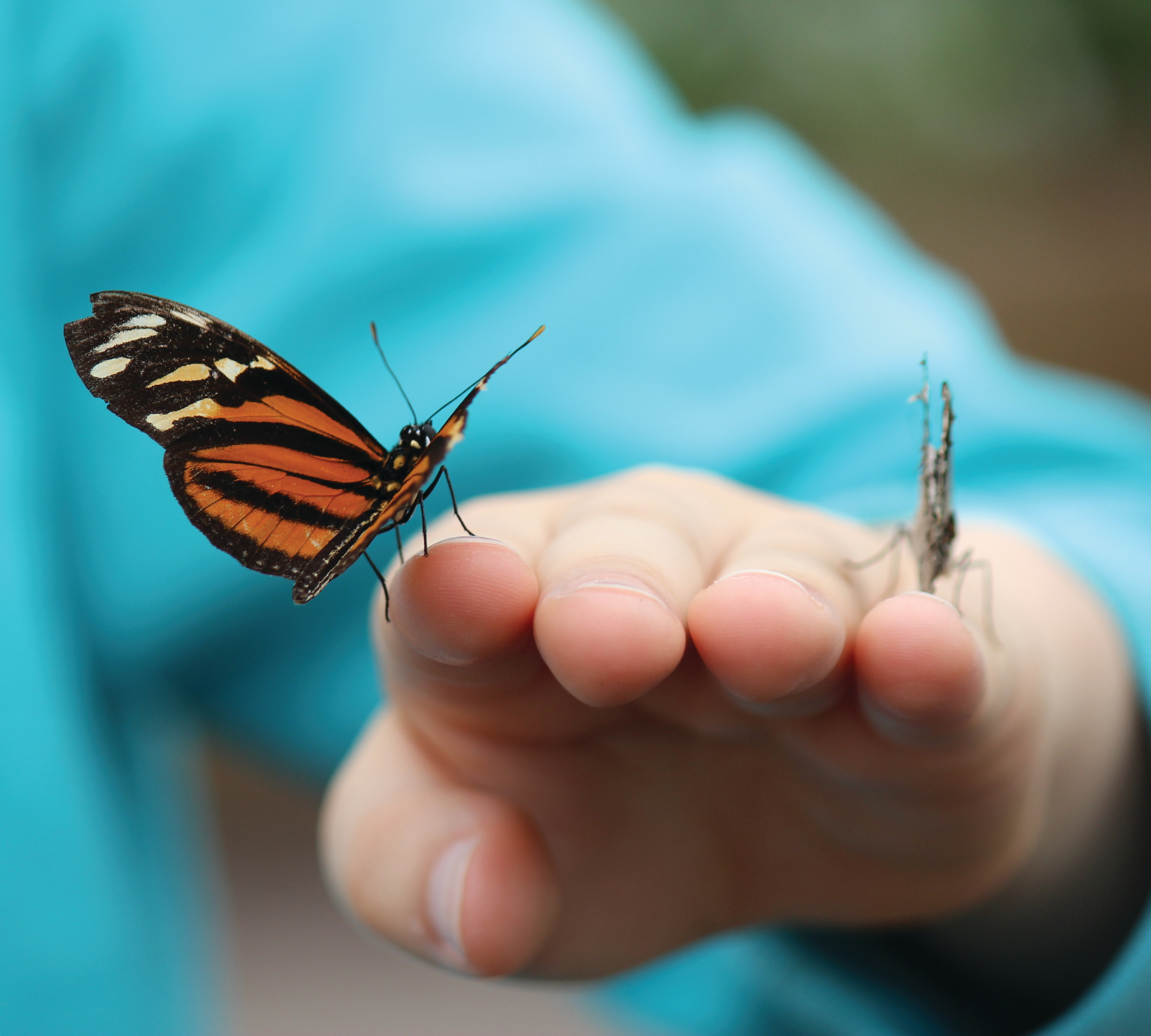 A colorful butterfly rests on a person's outstretched hand against a blurred turquoise background.