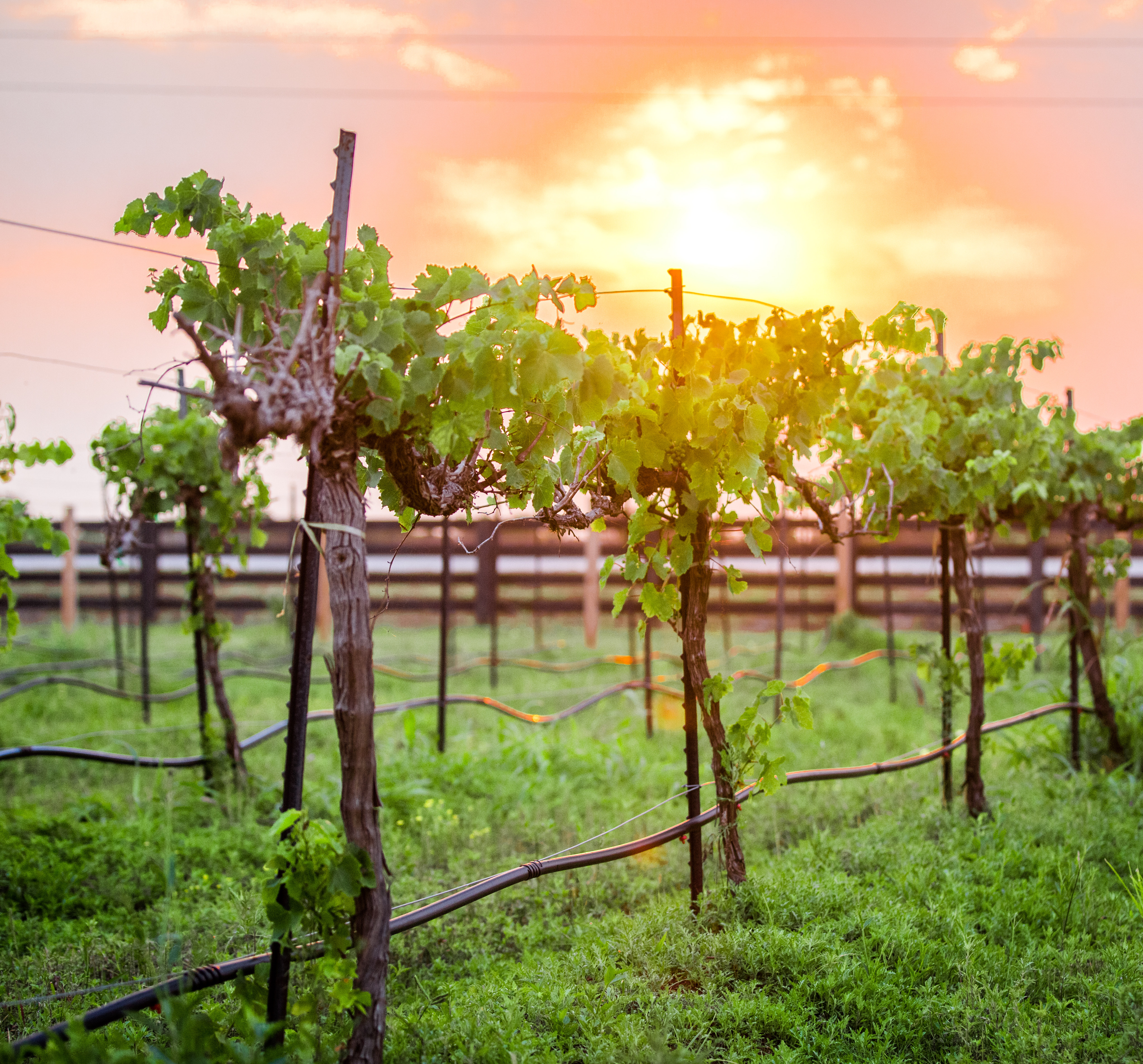 A lush, verdant vineyard with rows of grapevines stretches out in the foreground, bathed in the warm, golden glow of the setting sun in the background.