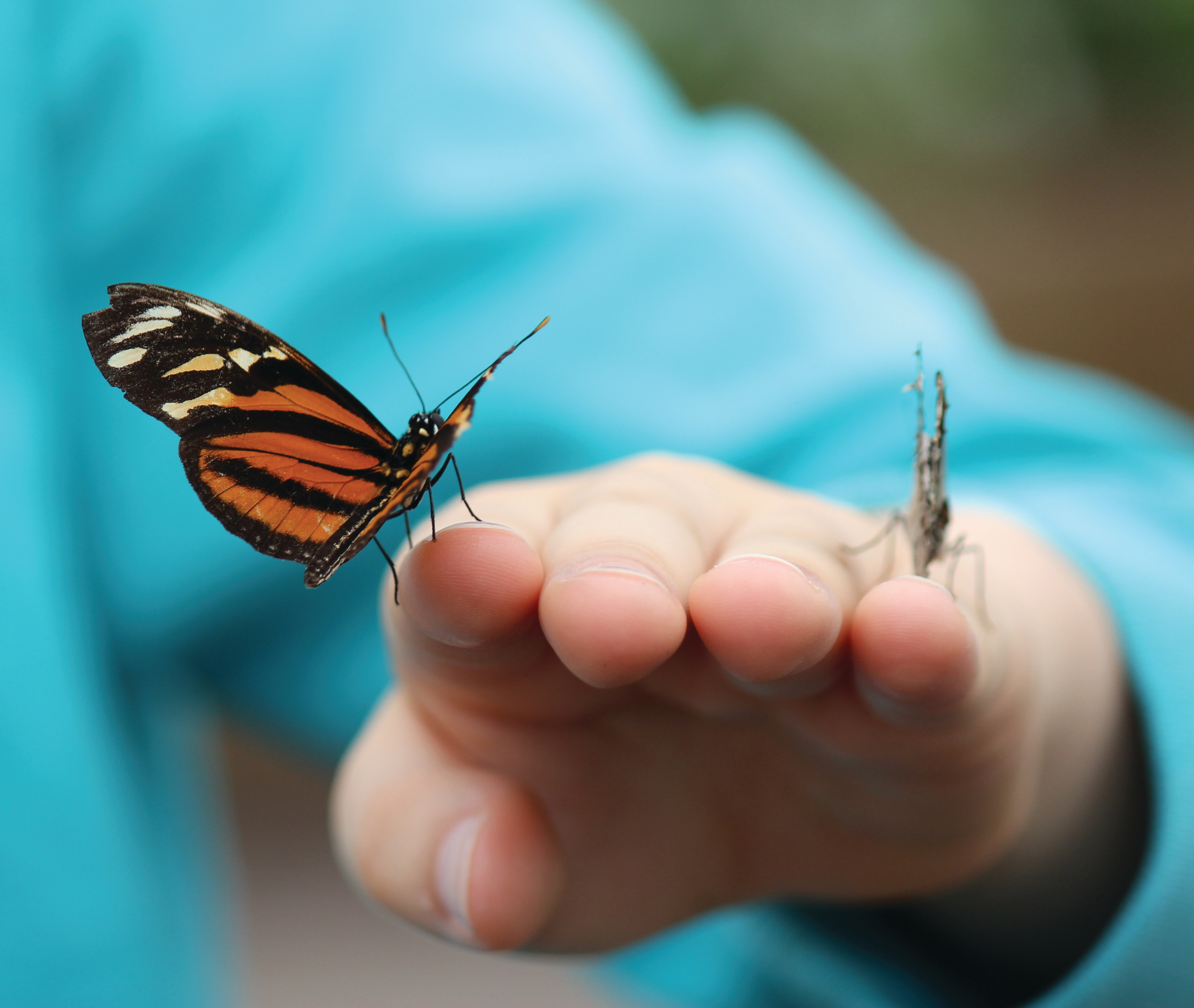 A colorful butterfly rests on a person's outstretched hand against a blurred turquoise background.