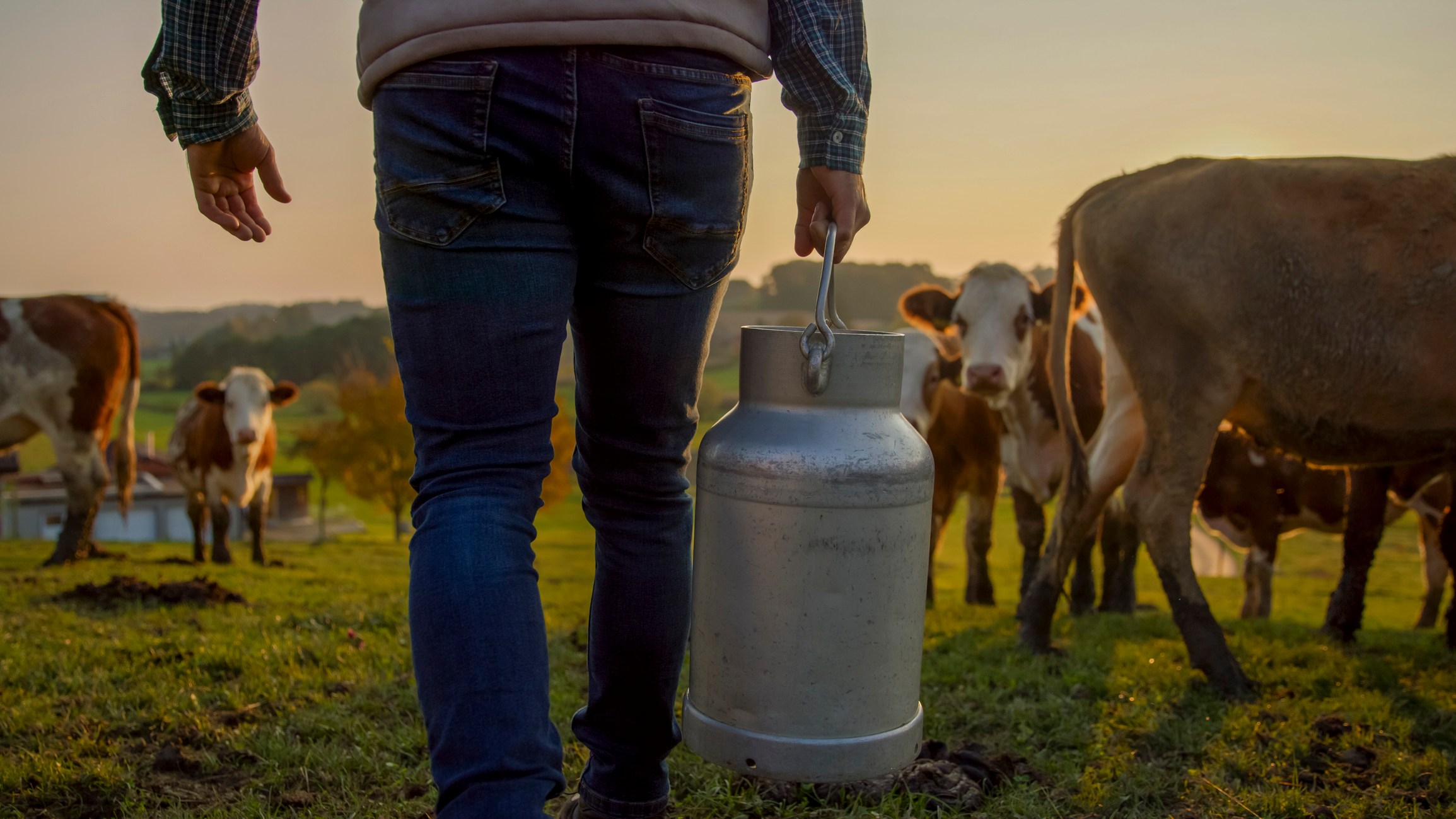 A person in jeans and a plaid shirt stands in a field with a group of cows in the background, holding a metal milk container.