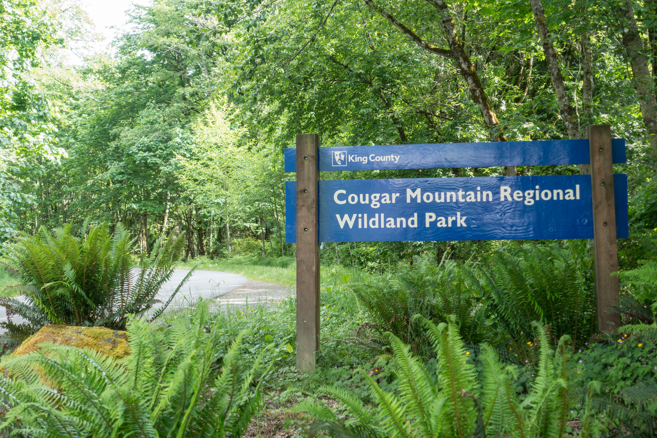 Lush green ferns and a wooden sign for Cougar Mountain Regional Wildland Park are in the foreground, with a wooded area and a path visible in the background.