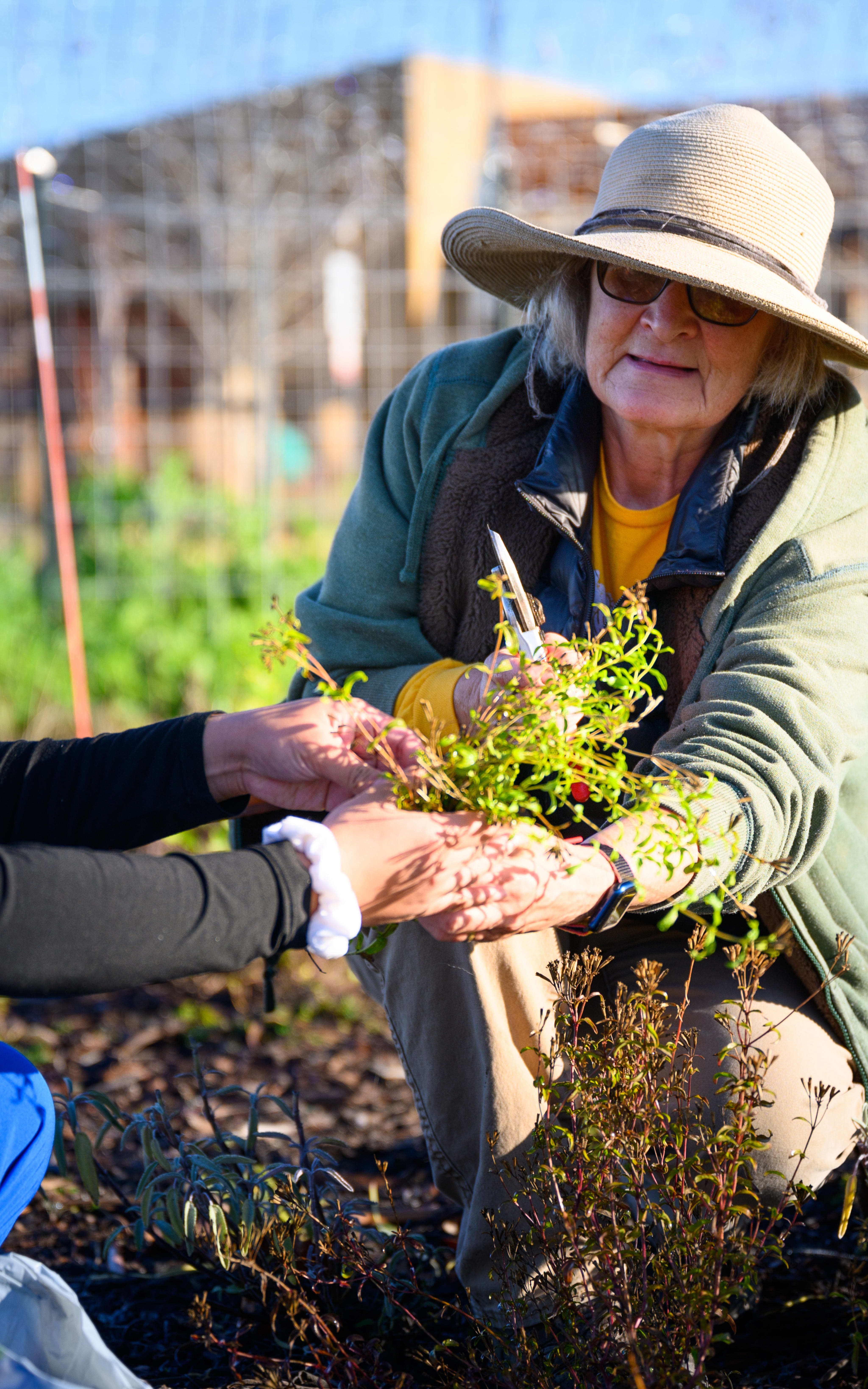 Two people, a woman and an older man, are working together in a garden, tending to the plants and soil.