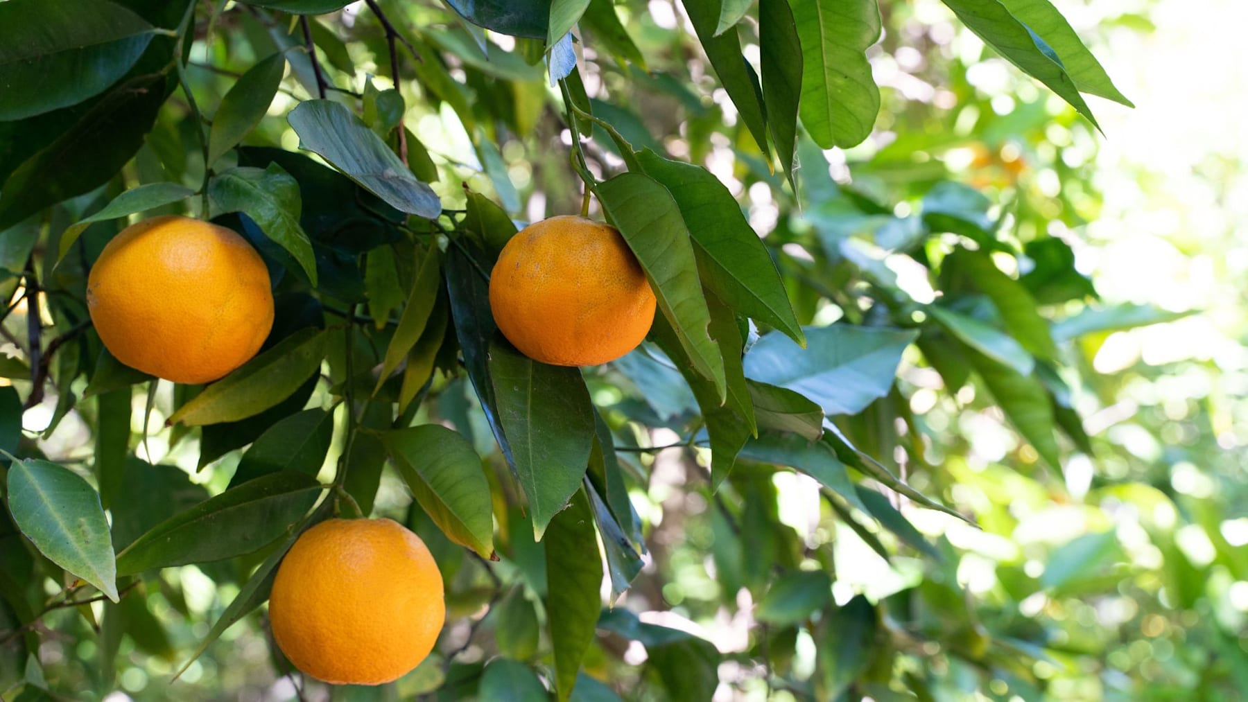 Citro Is in Full Bloom