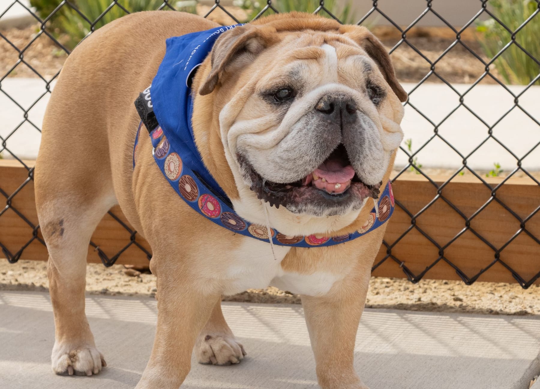 A Dog’s Day at Citro