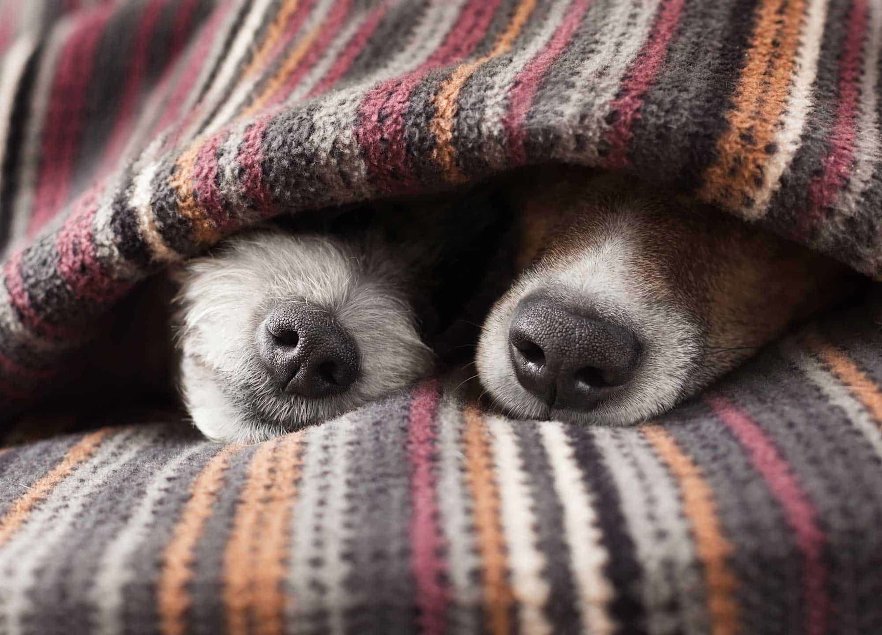 Tail-Wagging Tips to Create a Pet-Friendly New Home