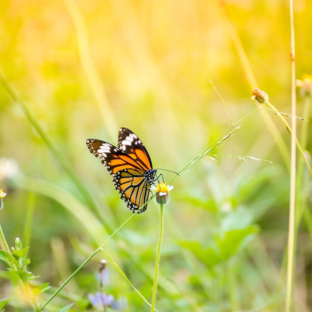 Interested in Living in Creekside?