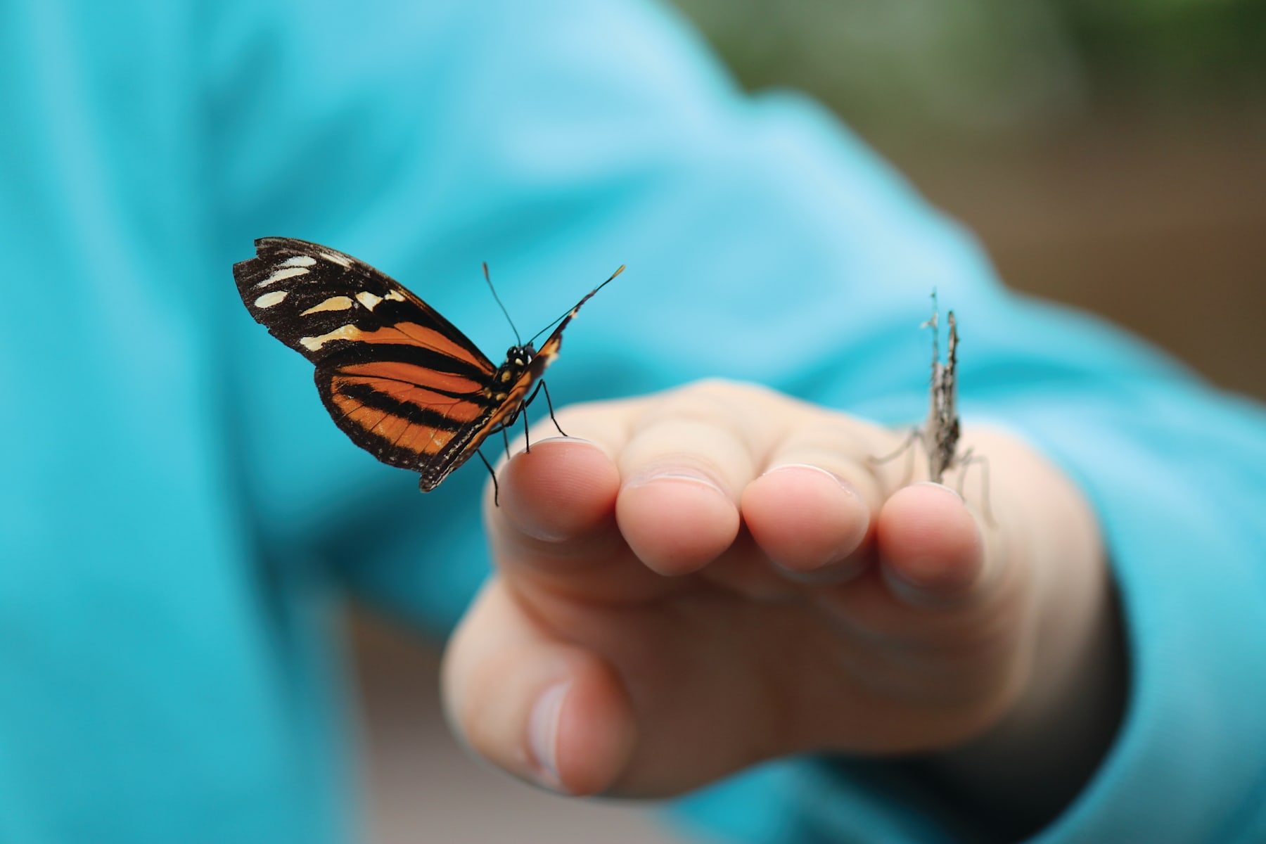 A colorful butterfly rests on a person's outstretched hand against a blurred turquoise background.