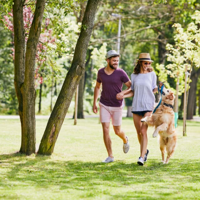 A couple is jogging through a lush, green park, accompanied by their energetic dog, surrounded by trees and a serene atmosphere.