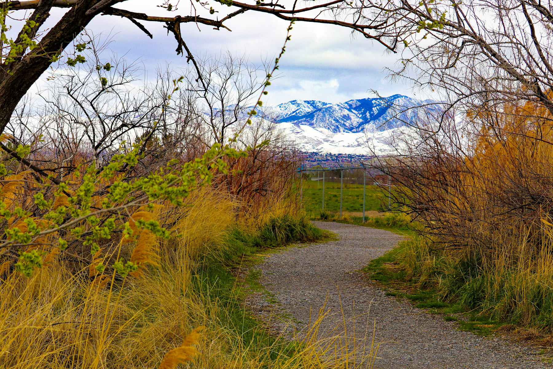 A winding dirt path leads through a lush, overgrown landscape, with bare trees framing a stunning view of snow-capped mountains in the distance.