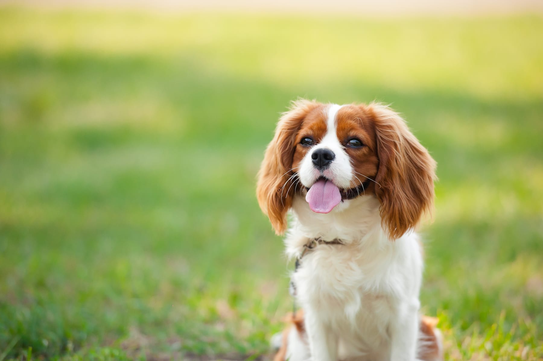 A cheerful Cavalier King Charles Spaniel dog sits in a lush, grassy field with a blurred, vibrant green background.