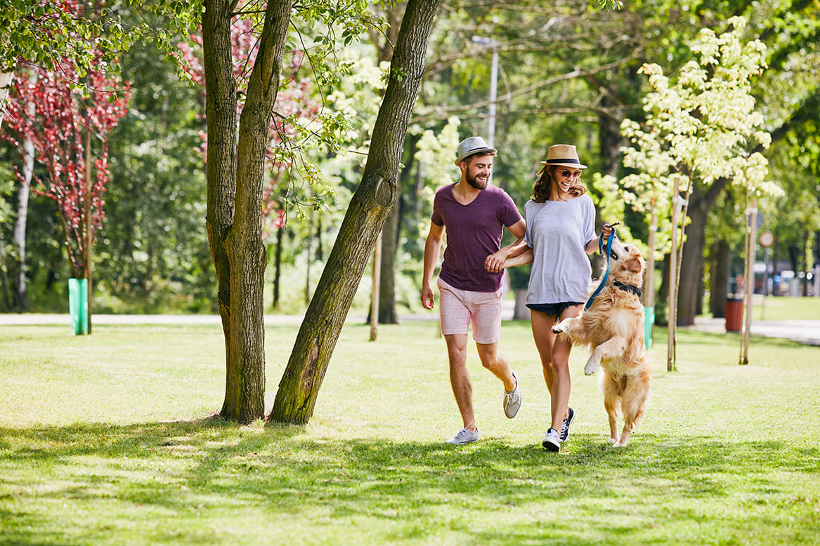 A couple walking their dog on a grassy path surrounded by blooming trees and lush greenery.