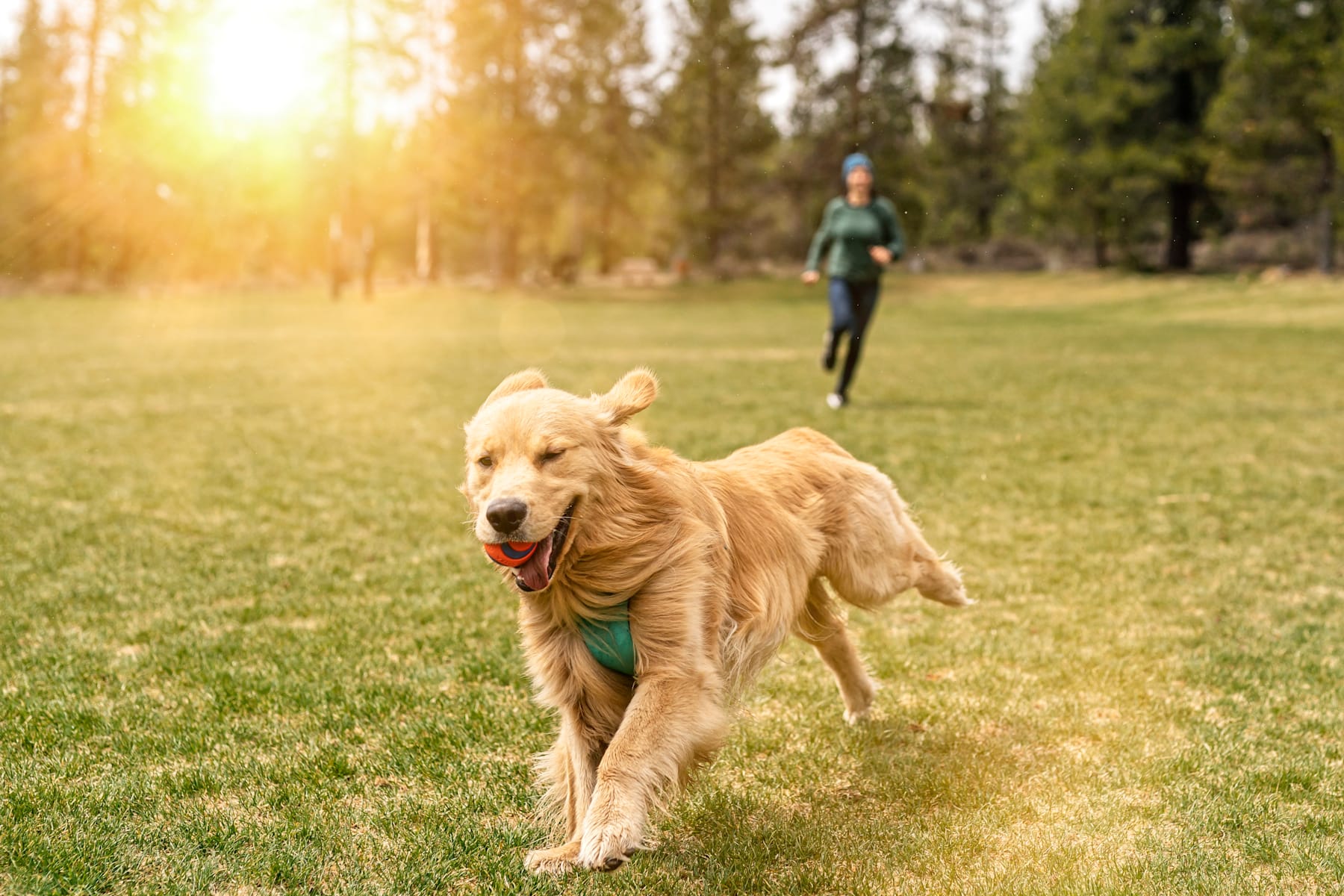 A golden retriever dog is running on a grassy field, with a person jogging in the background against a backdrop of trees and sunlight.