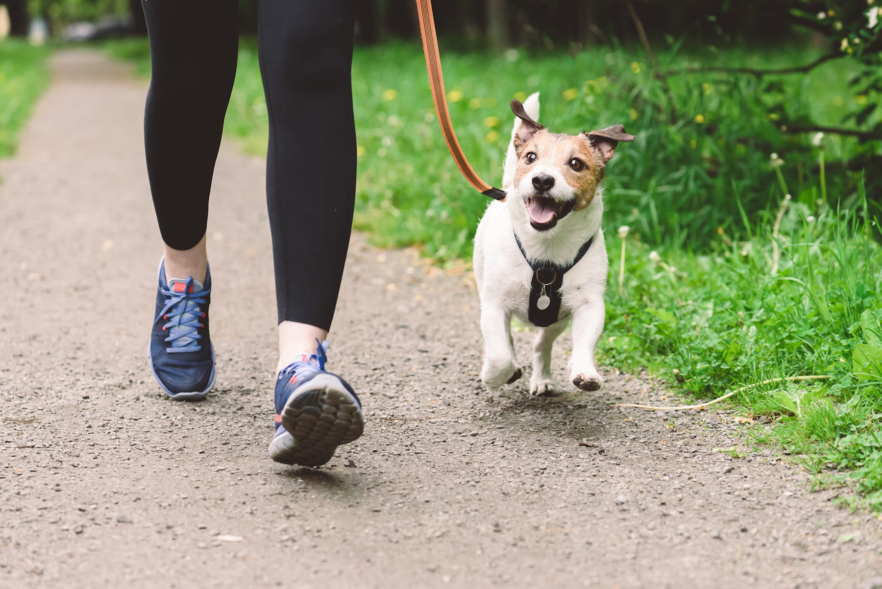 A person in black leggings is walking on a dirt path, with a happy, energetic white dog on a leash beside them, surrounded by lush green vegetation.