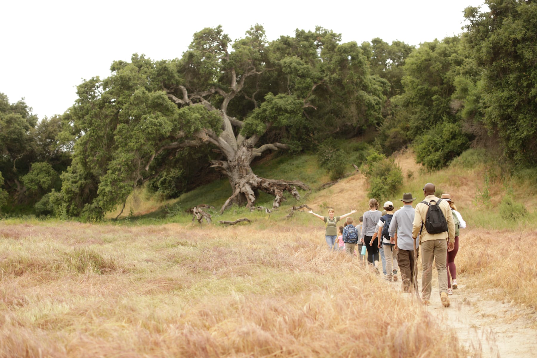 A group of people walking along a dirt path through a field of tall grass, with a large, gnarled tree in the background surrounded by lush greenery.