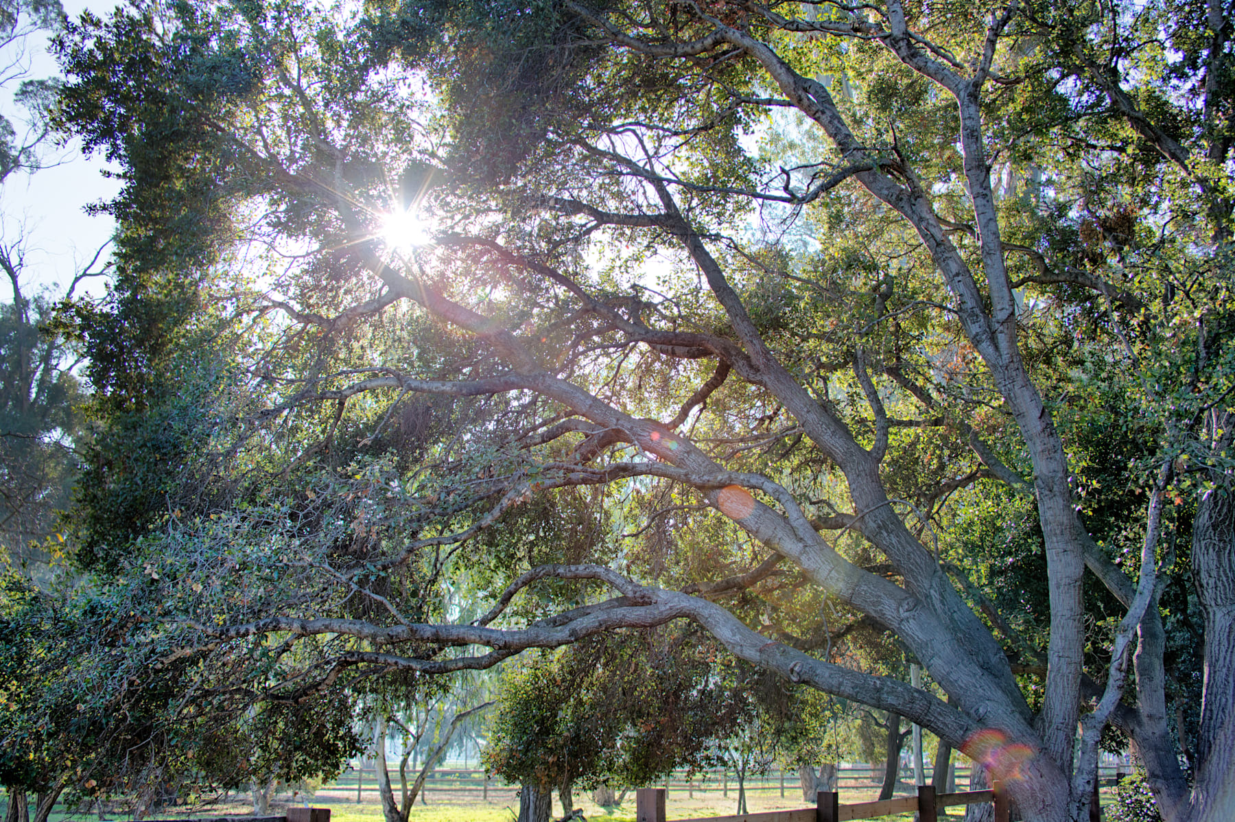 Framed by grand oaks and peaceful surroundings, Oakhill Reserve offers a calm, connected lifestyle — a place where vibrant moments and quiet retreats exist in perfect balance.