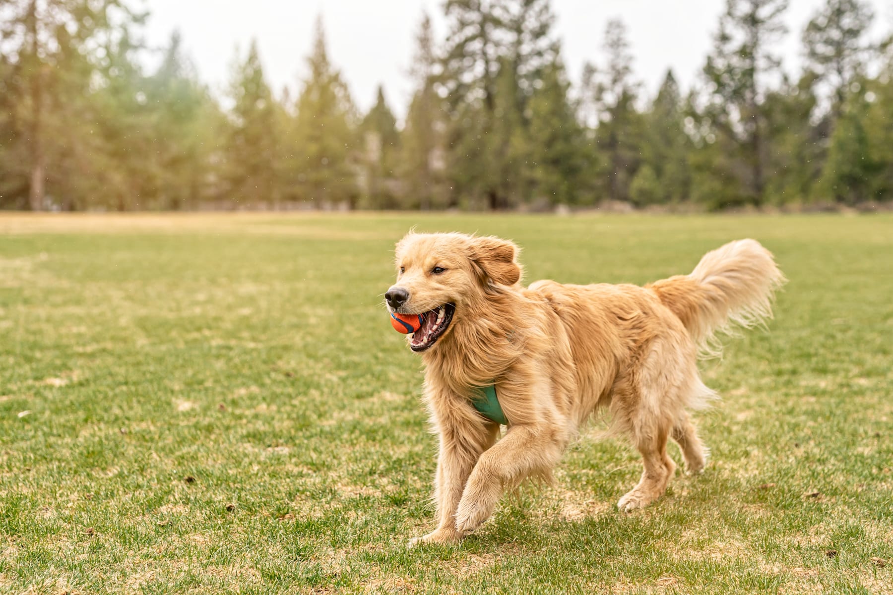 A golden retriever dog stands in a grassy field surrounded by pine trees, its tongue hanging out as it appears to be panting happily.