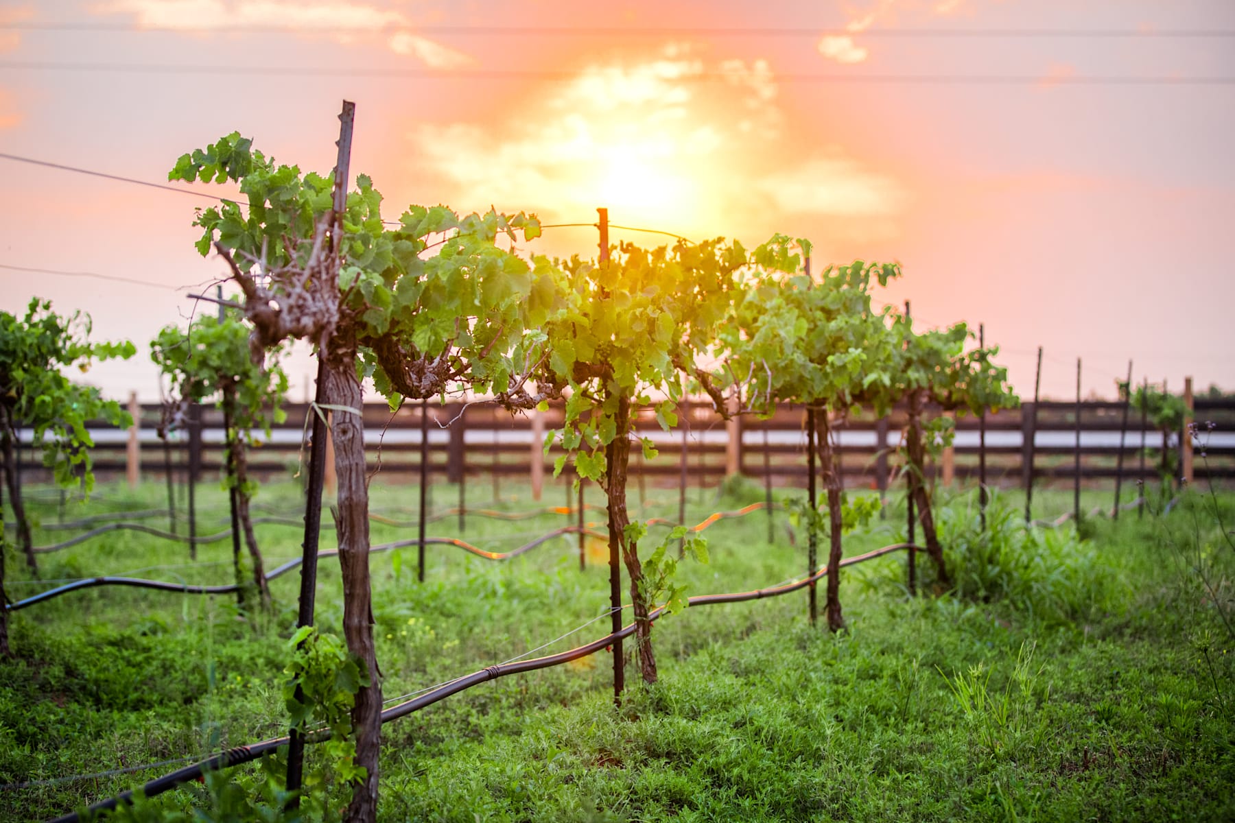 A lush, verdant vineyard with rows of grapevines stretches out in the foreground, bathed in the warm, golden glow of the setting sun in the background.