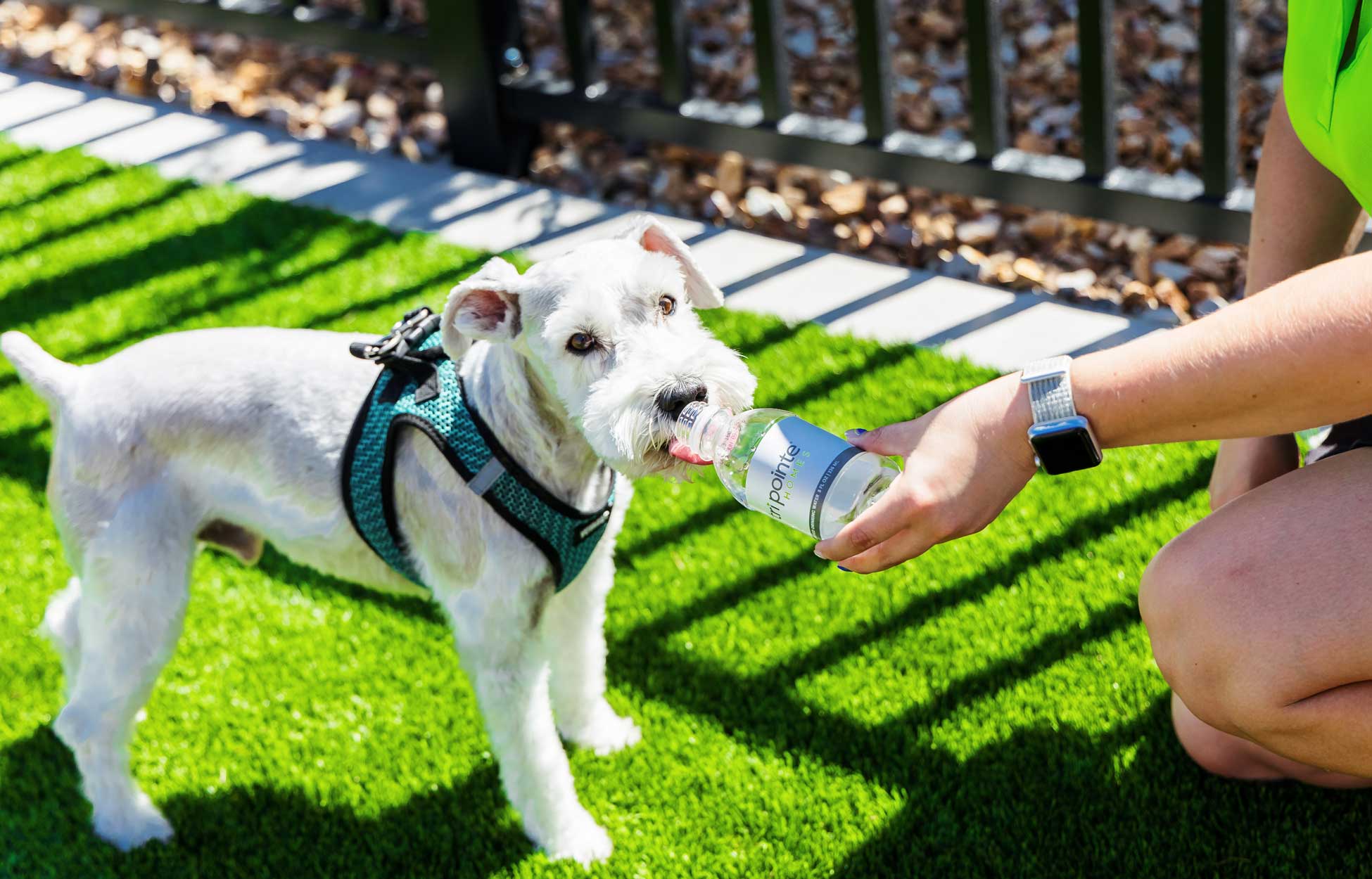 Barkitecture: Tri Pointe Homes' Neighborhoods and Homes are Going to the Dogs (and Cats)