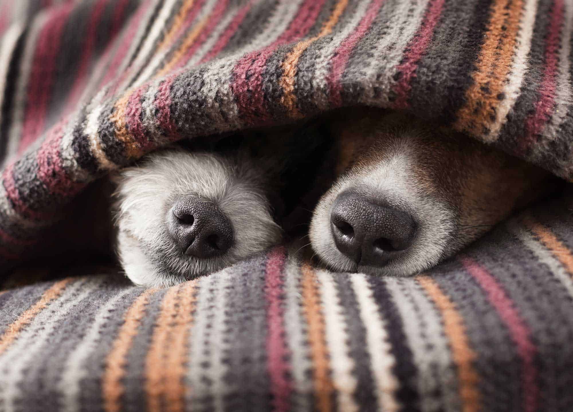 Tail-Wagging Tips to Create a Pet-Friendly New Home