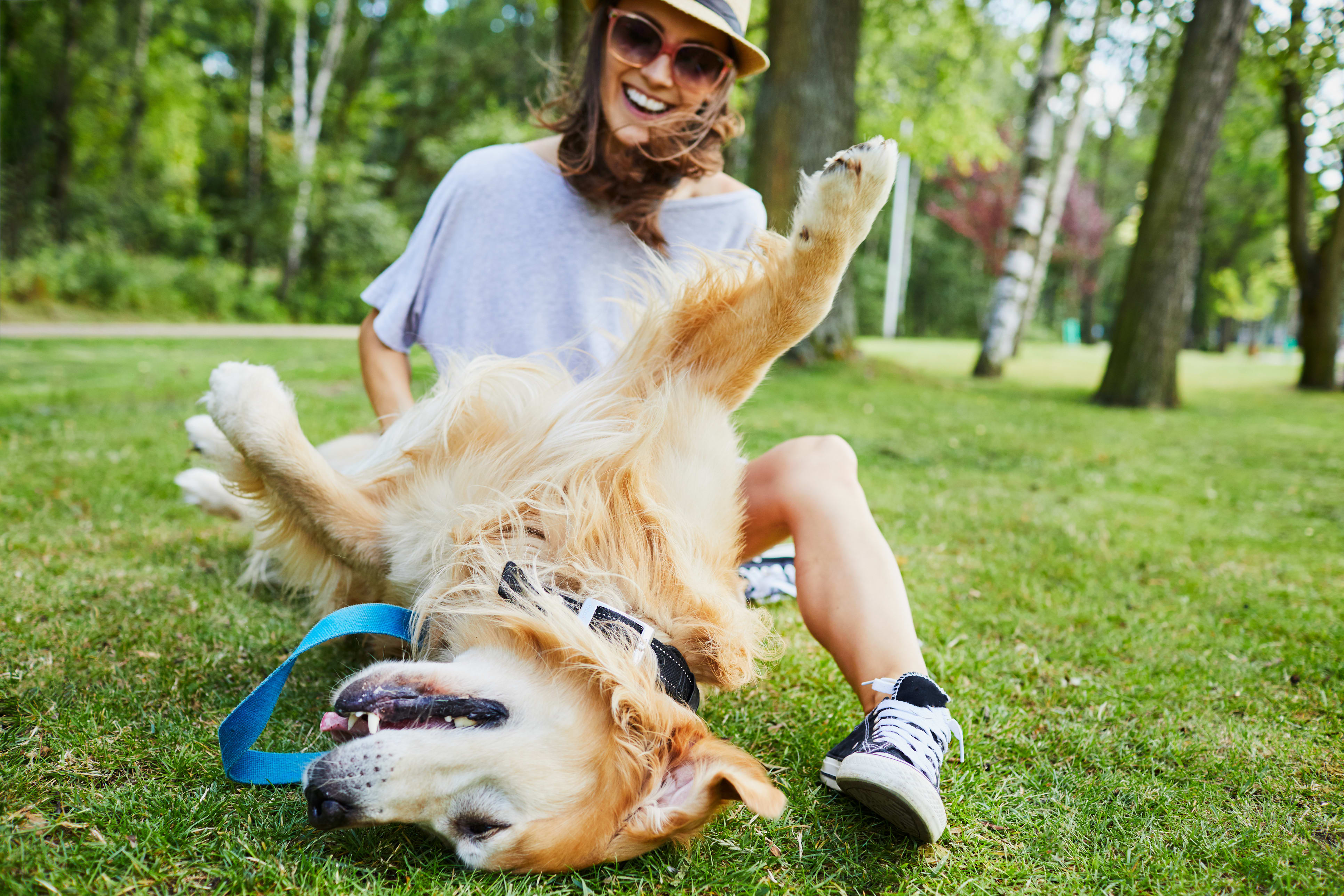 A woman in casual clothing and sunglasses is playfully interacting with a large, friendly-looking dog in a grassy, wooded park setting.