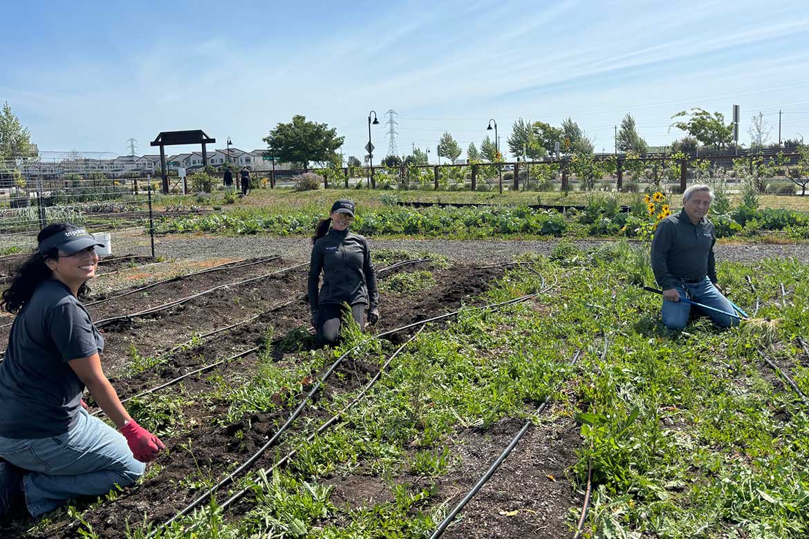 The Grove at One Lake - Team Gardening