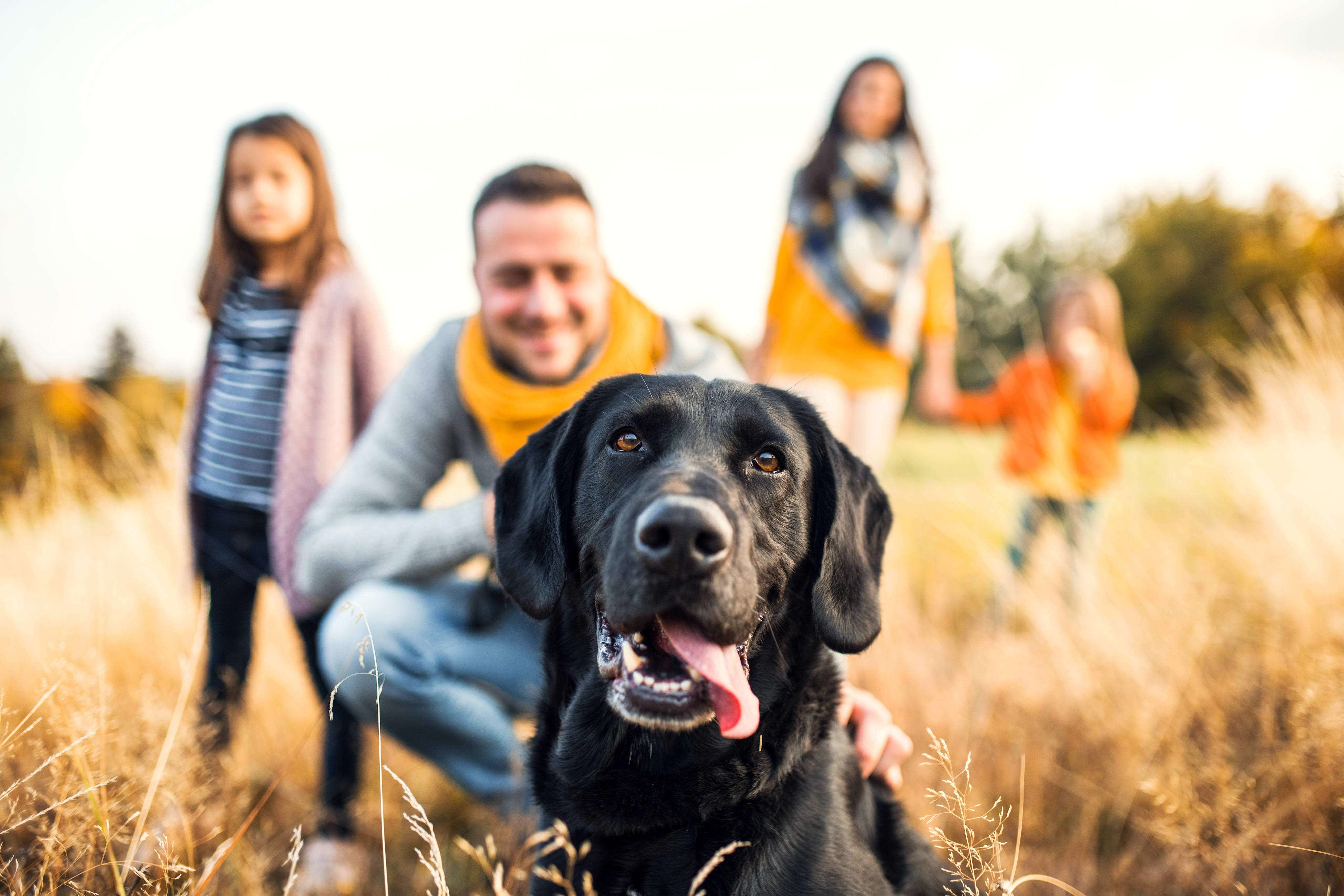 A black Labrador retriever in the foreground, with a group of people in the background, all enjoying an outdoor setting with a field and trees.