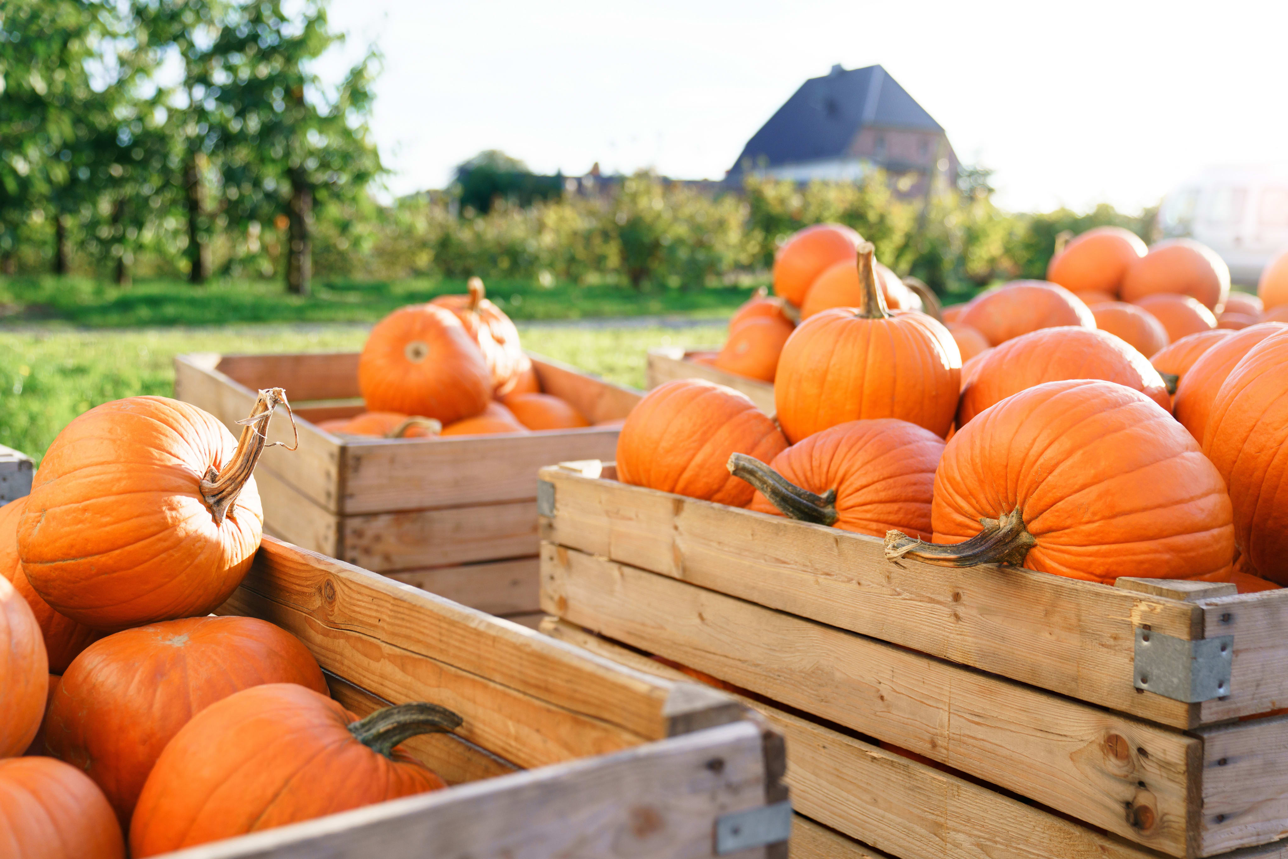 Fall in Ballantyne: Wine Festivals, Farmers Markets, and a Whole Lot of Patio Nights