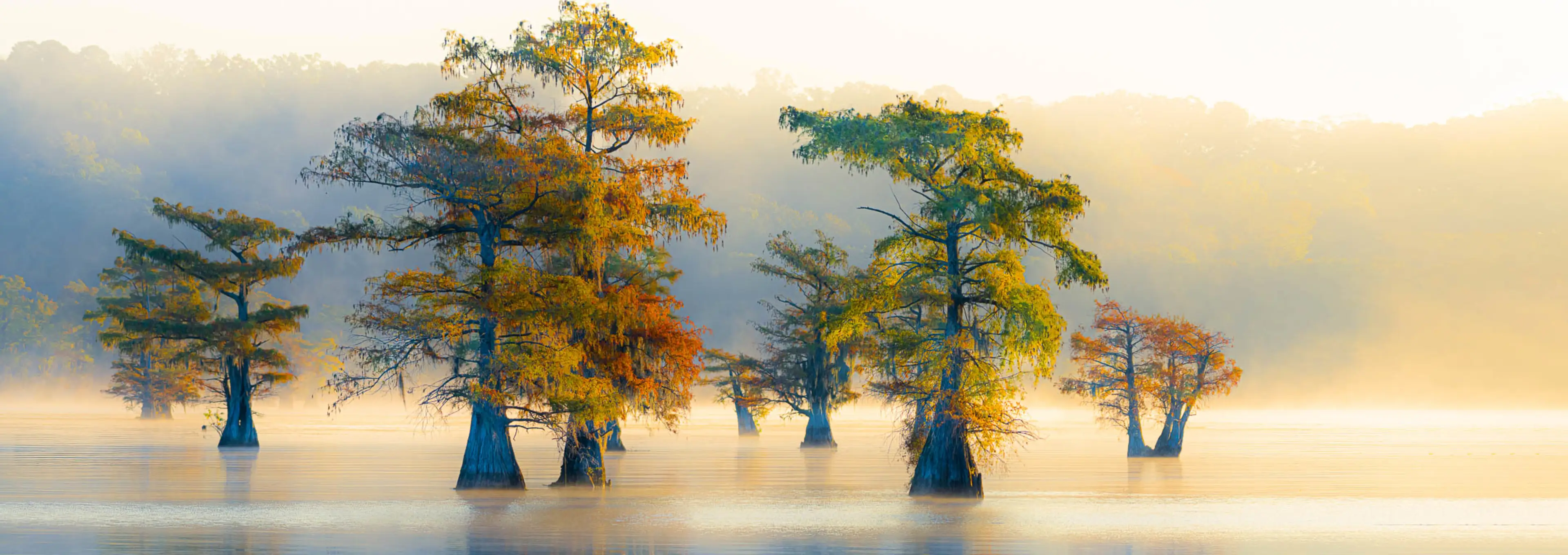 Caddo Lake Cypress Tree - Benton Downs Photography