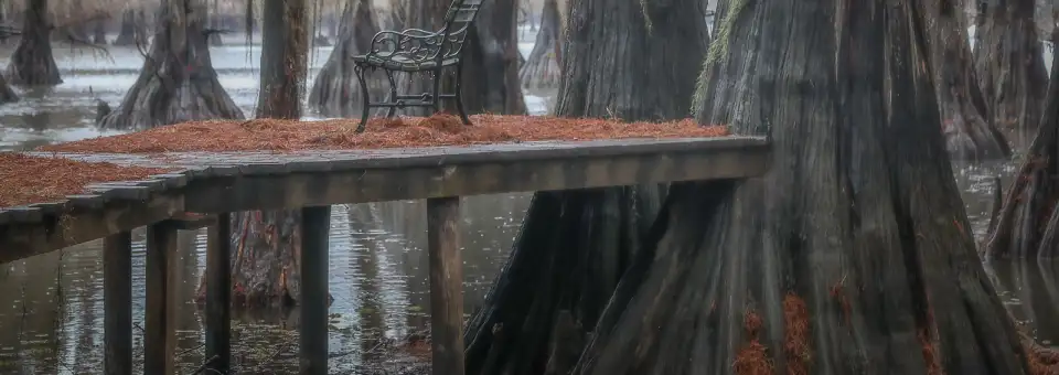 Lone bench in Caddo Lake with cypress trees