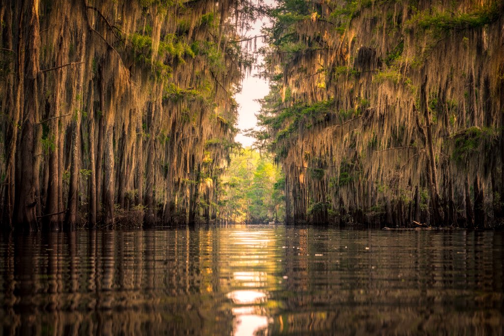 Things to do Caddo Lake Bayou Tours