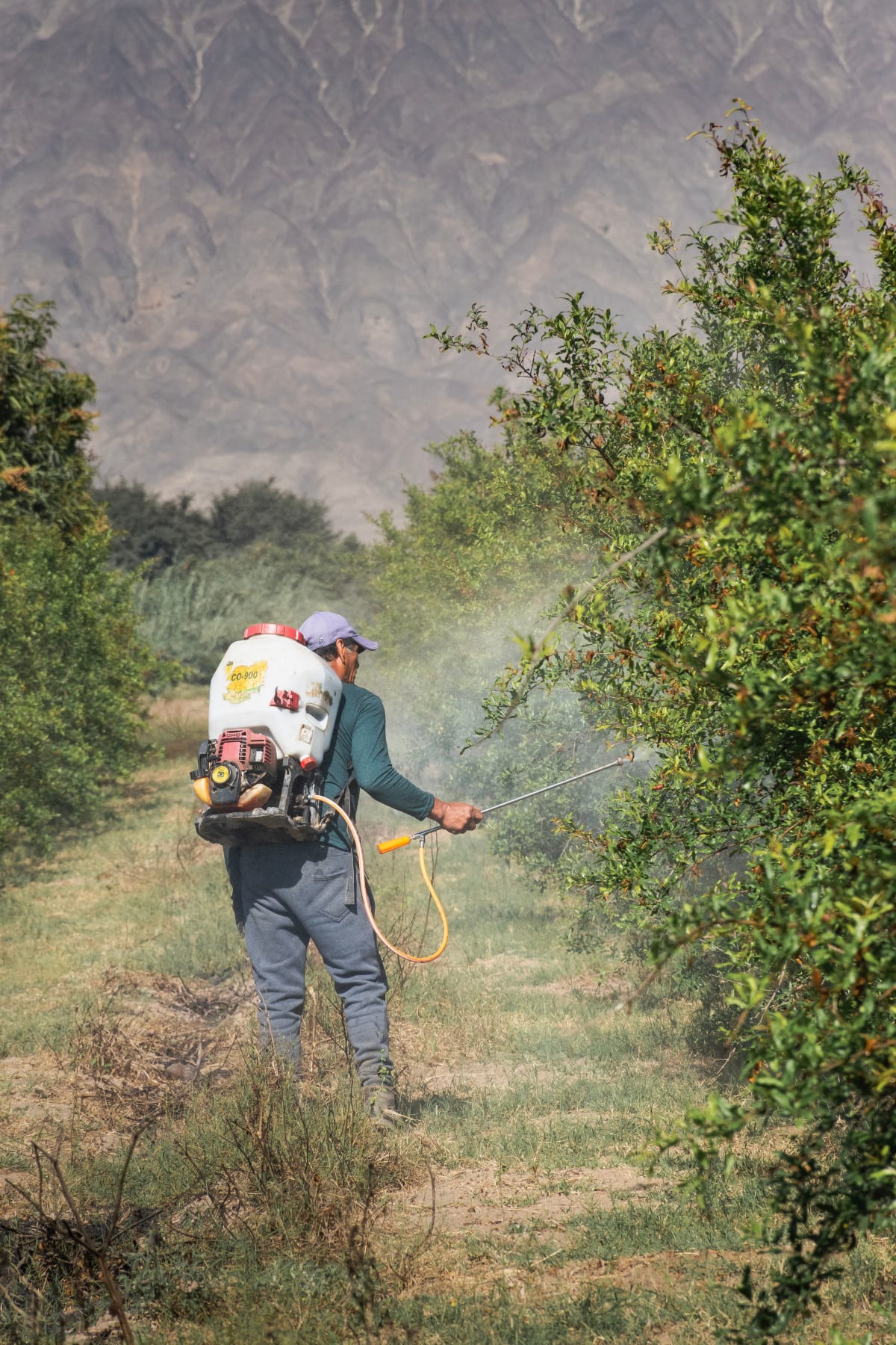 Mosquito treatment spraying