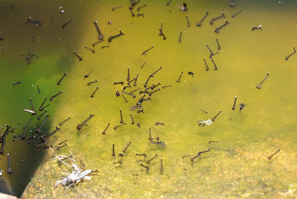 Close-up of mosquito larvae in standing water targeted by larvicide treatment