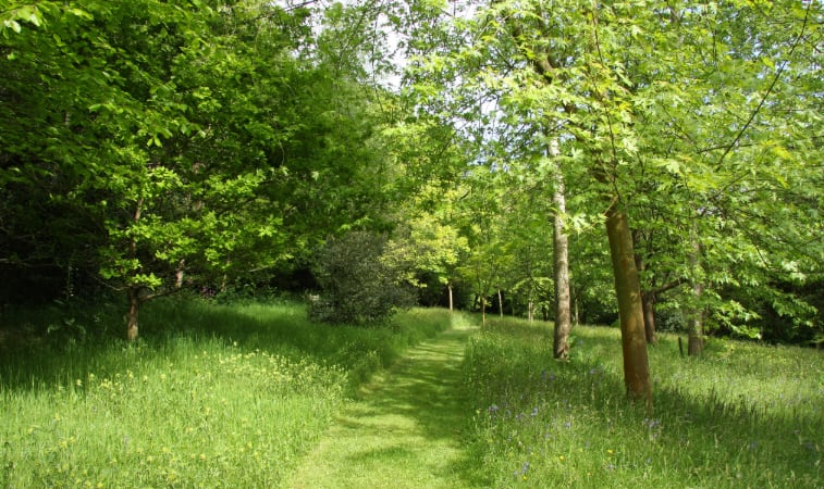 Tall grass and wooded walking path where ticks are commonly found