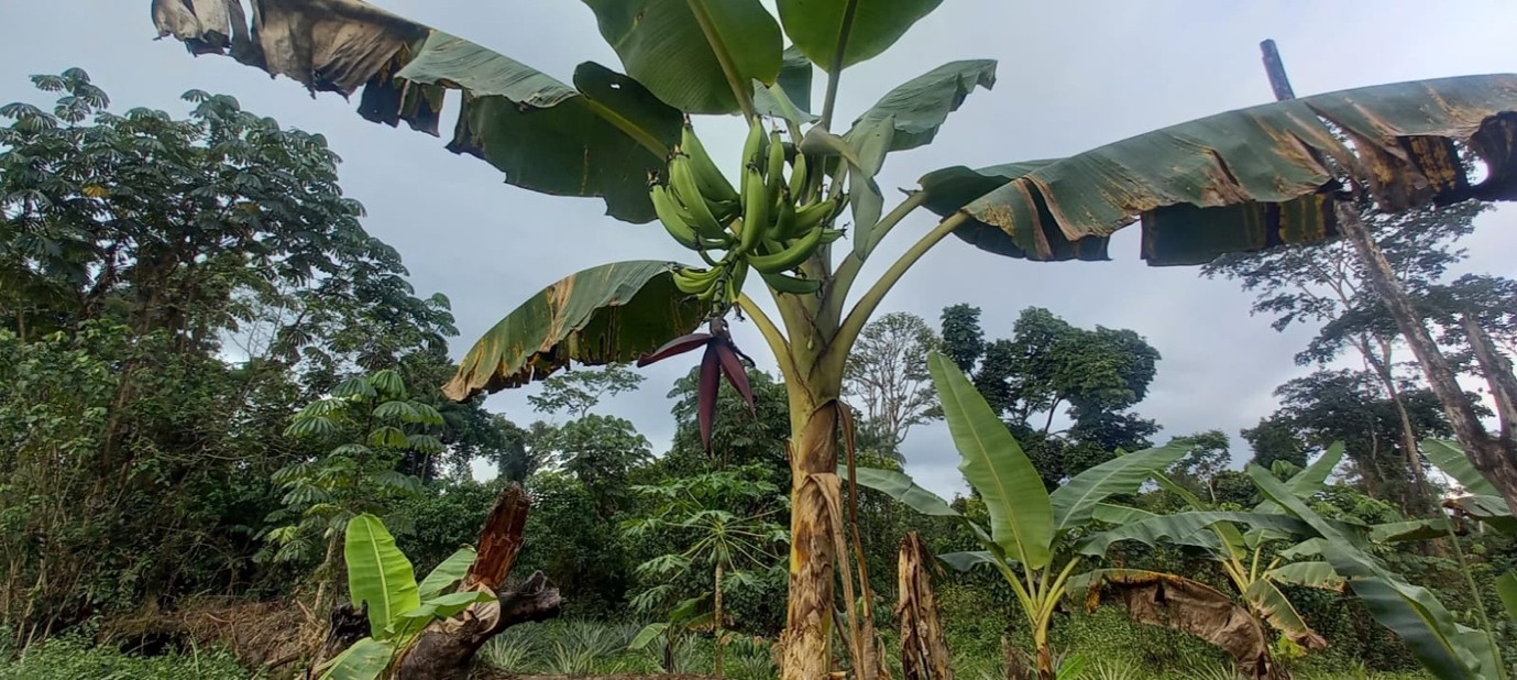 After Nine months of cultivation, Farmers Are Hopeful That They Can Sell Their Plantain and Make Money to Care for Their Households