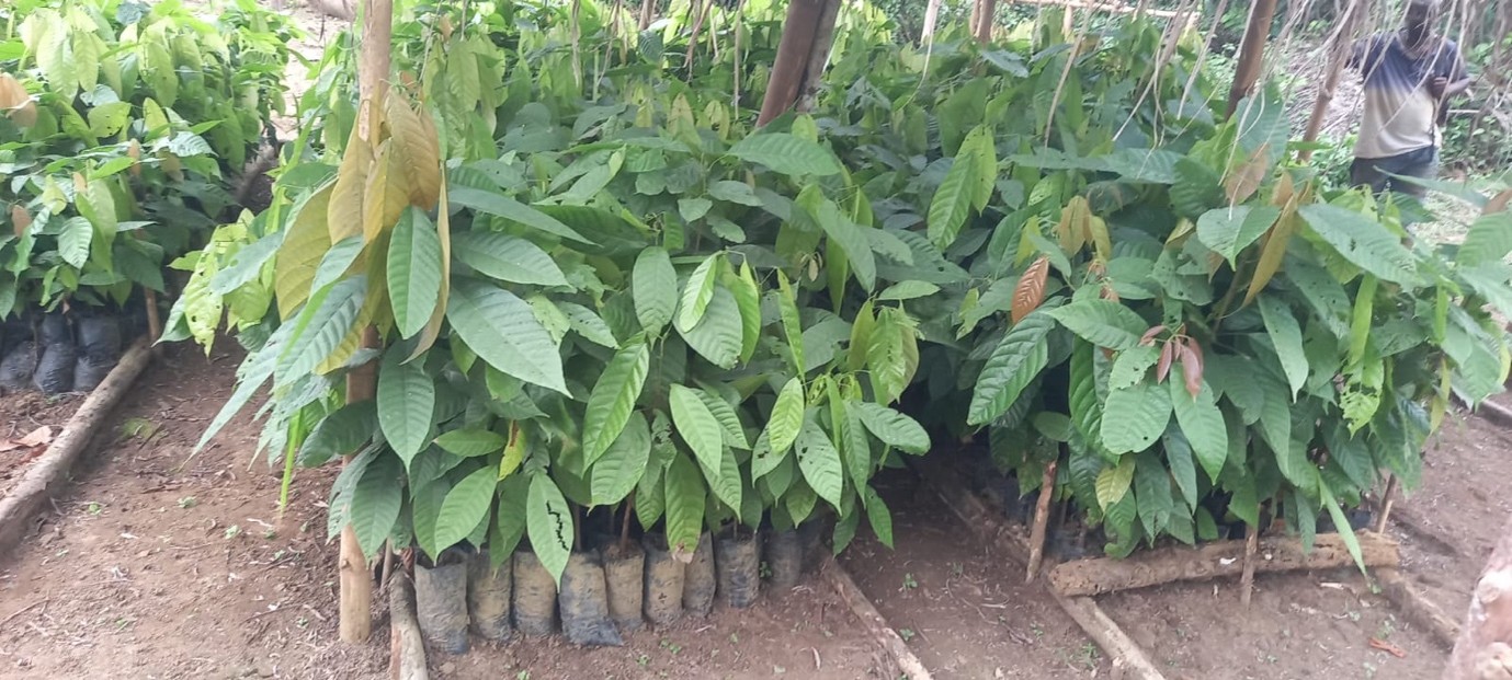 Cocoa Nursery Set Up for Local Farmers in Bolue, Rivercess County