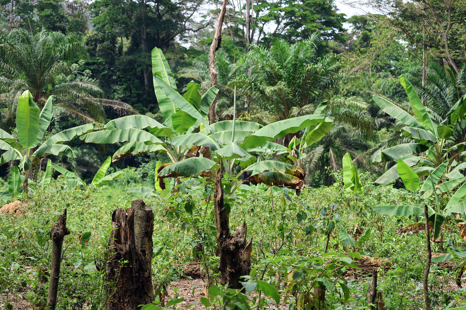 From Hunters to Guardians: The New Rhythm of Liberia’s Forest Fringe