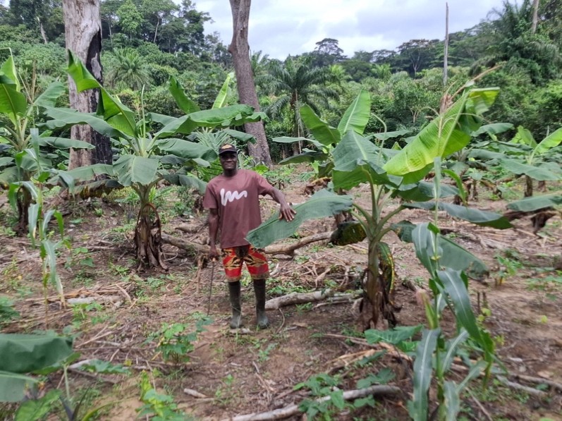 Johnny Socree, Leader of Smallholder Farmers in Sarbo District, Rivergee County Inspects His 1.5 ha farm of Intercropped with Plantain, Corn and Eddoes