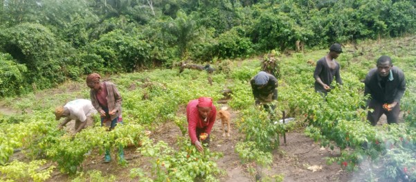 Livelihood & Enterprise Development