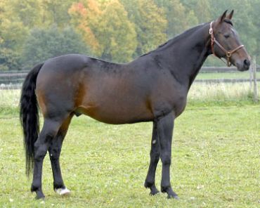 Scarlet Knight – Breedly