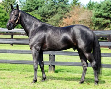 Twister Bi - Breedly
