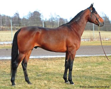 Mister J.P. - Breedly