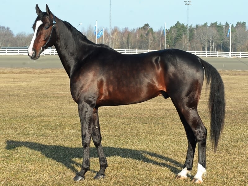 fodspor Ananiver Tidsserier Tumble Dust - Förärvning som far – Breedly